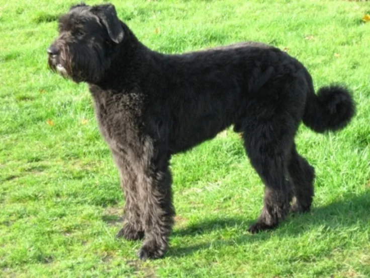 Bouvier des Flandres dog breed
