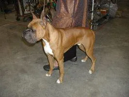 Boxer dog breed