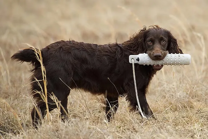 Boykin Spaniel dog breed