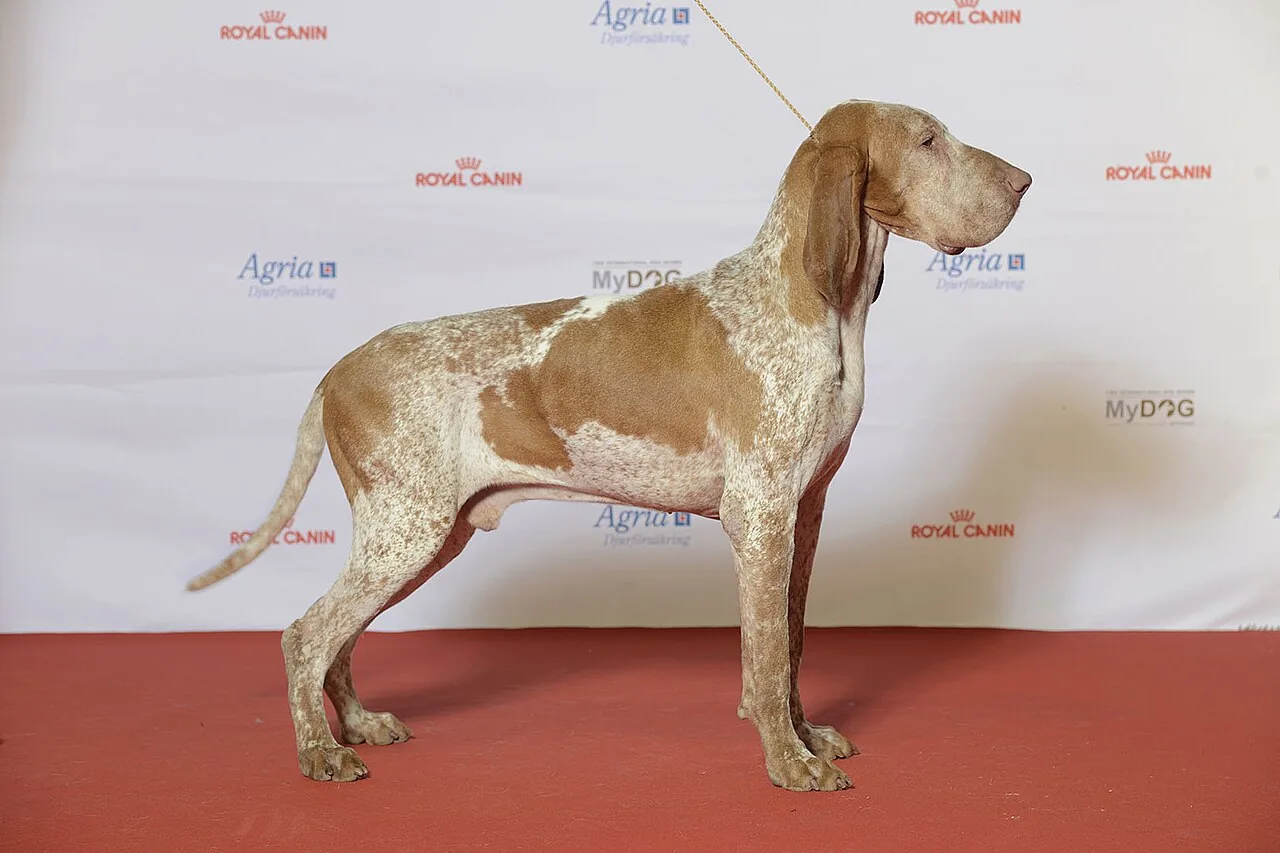 Bracco Italiano dog breed