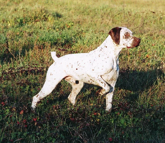 Braque du Bourbonnais dog breed