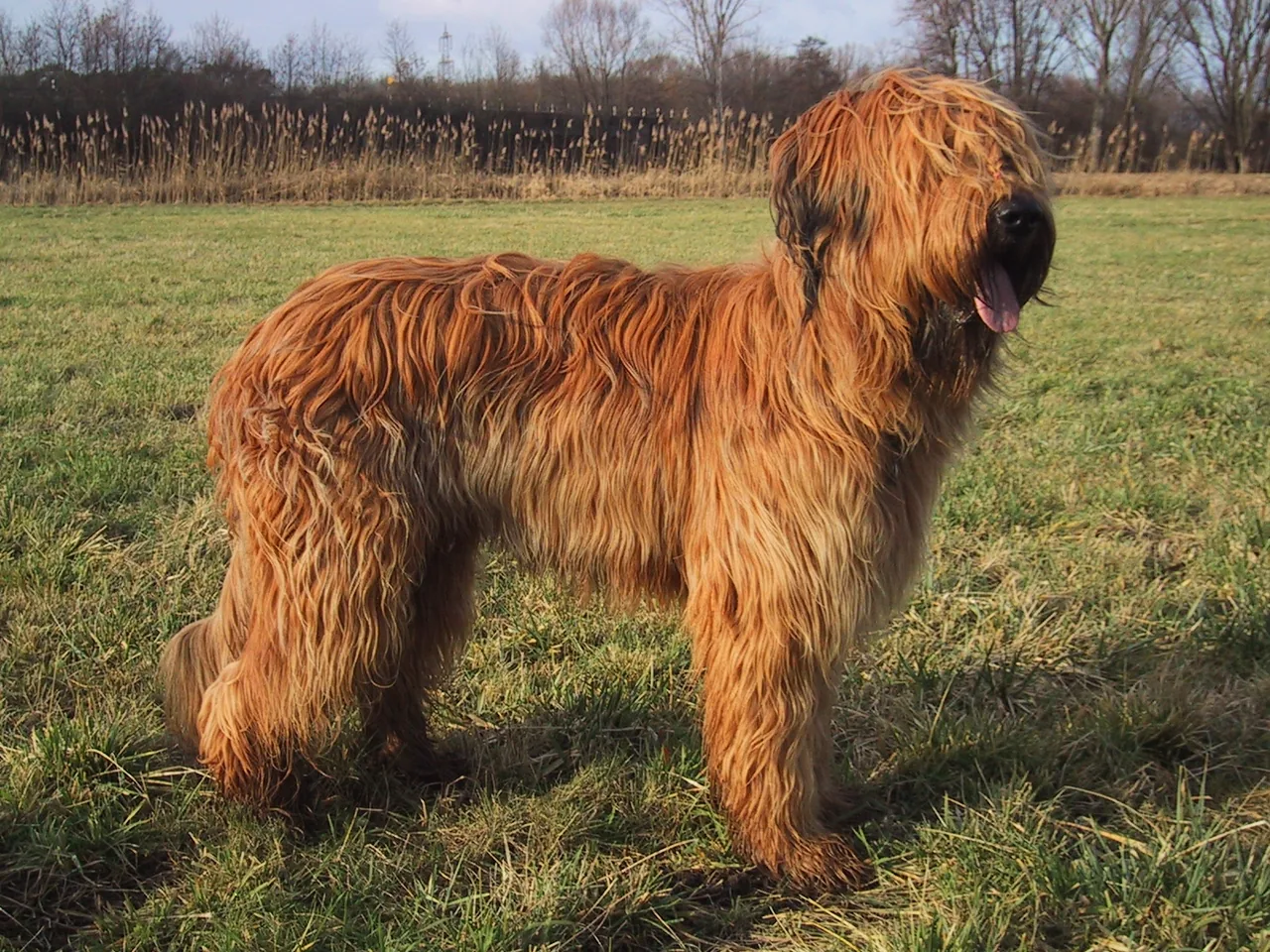 Briard dog breed