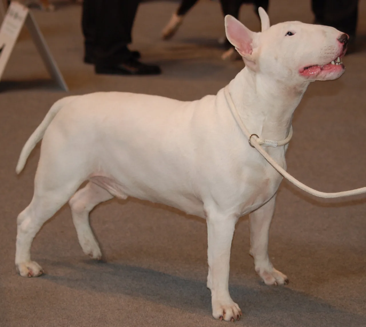 Bull Terrier dog breed