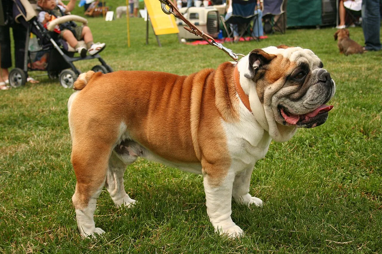 Bulldog dog breed