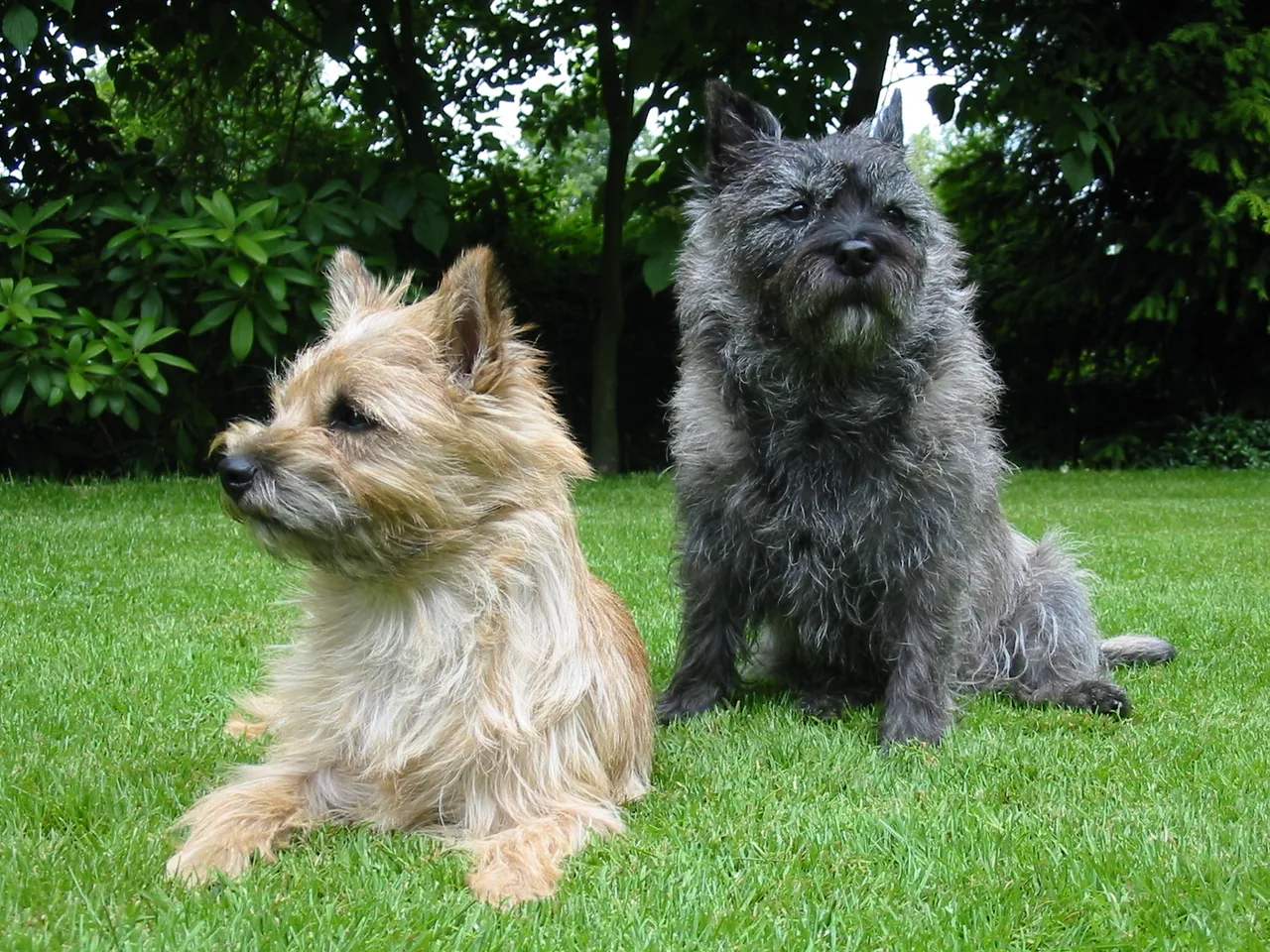 Cairn Terrier dog breed