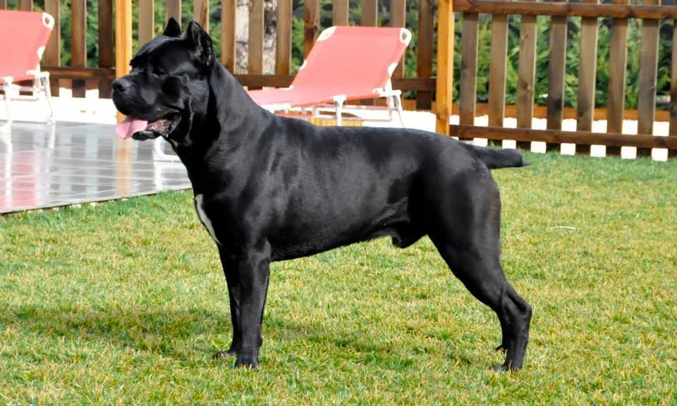 Cane Corso dog breed