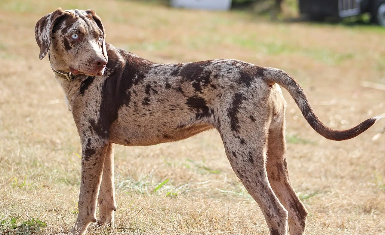 Catahoula Leopard Dog dog breed