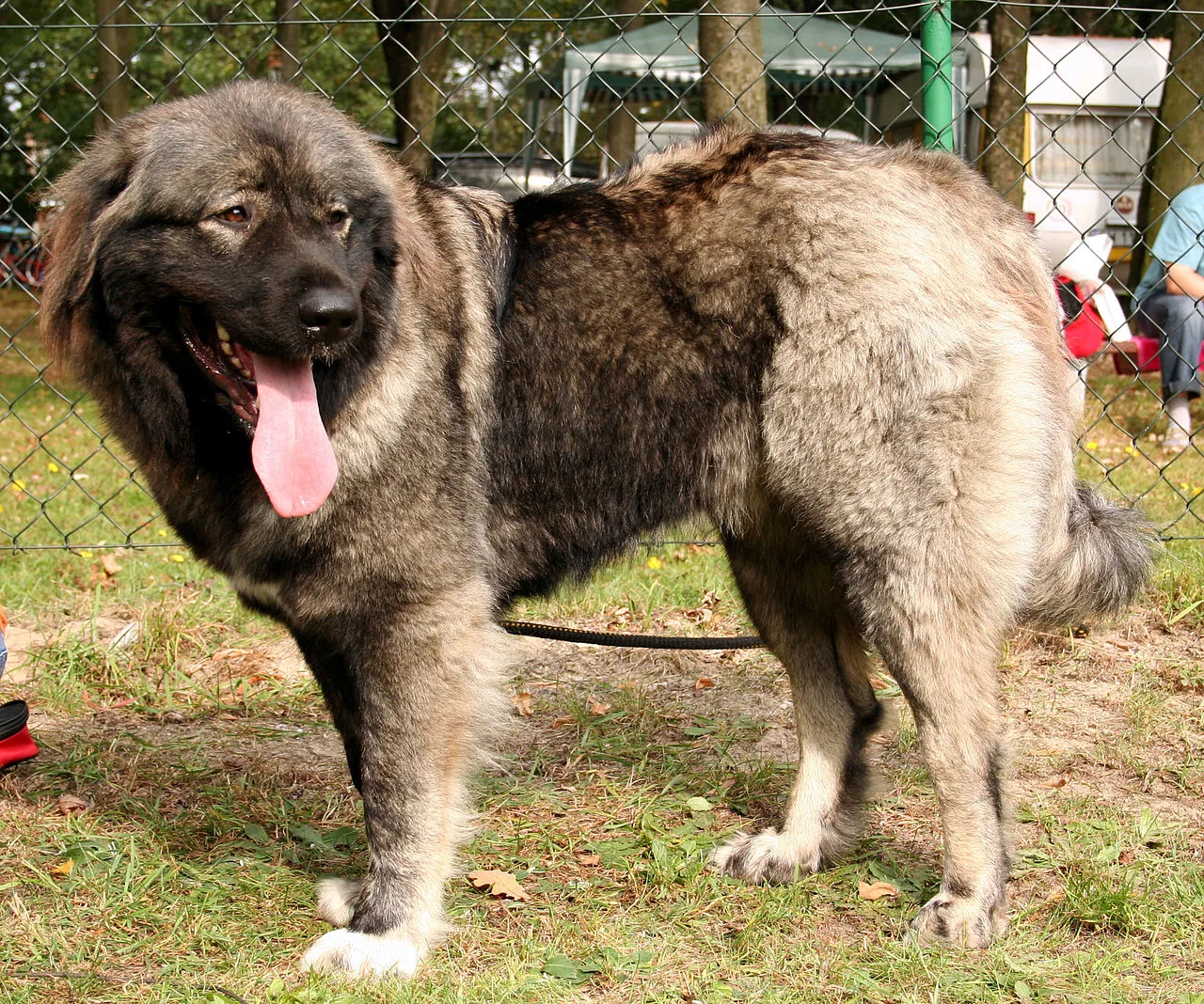 Caucasian Shepherd Dog dog breed