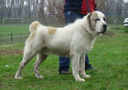Central Asian Shepherd Dog dog breed