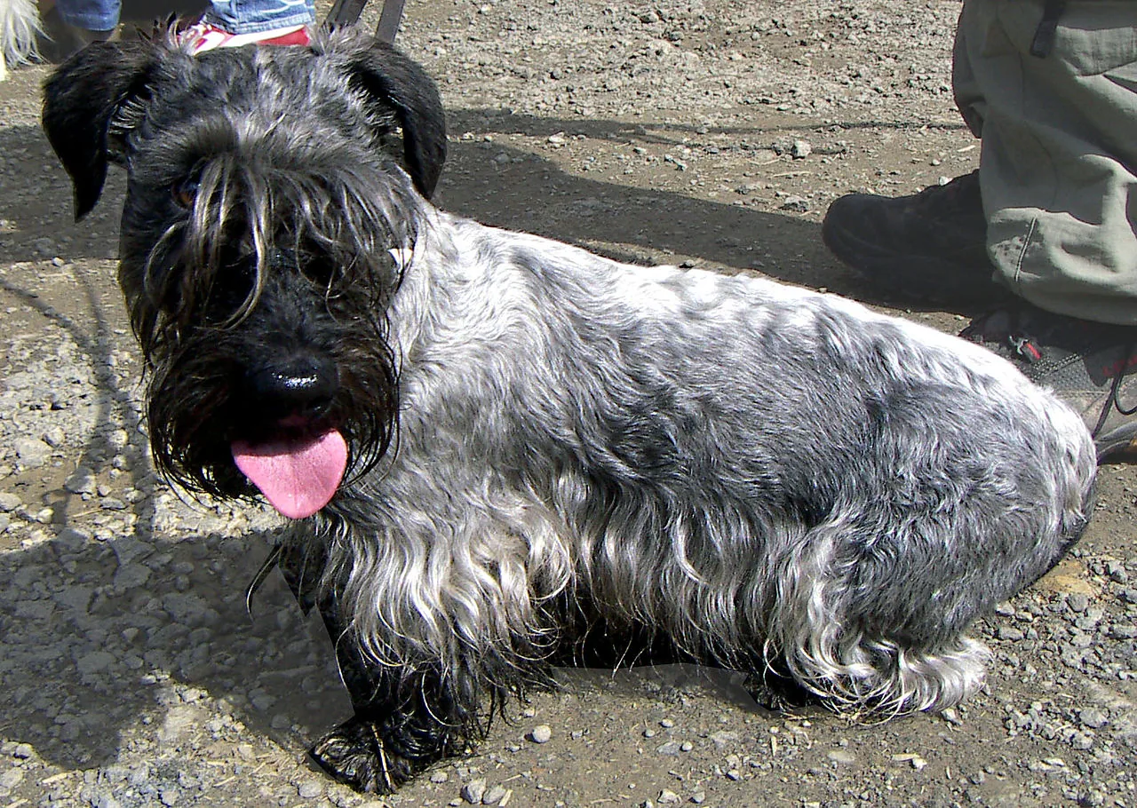 Cesky Terrier dog breed