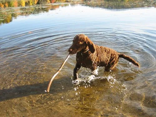 Chesapeake Bay Retriever dog breed