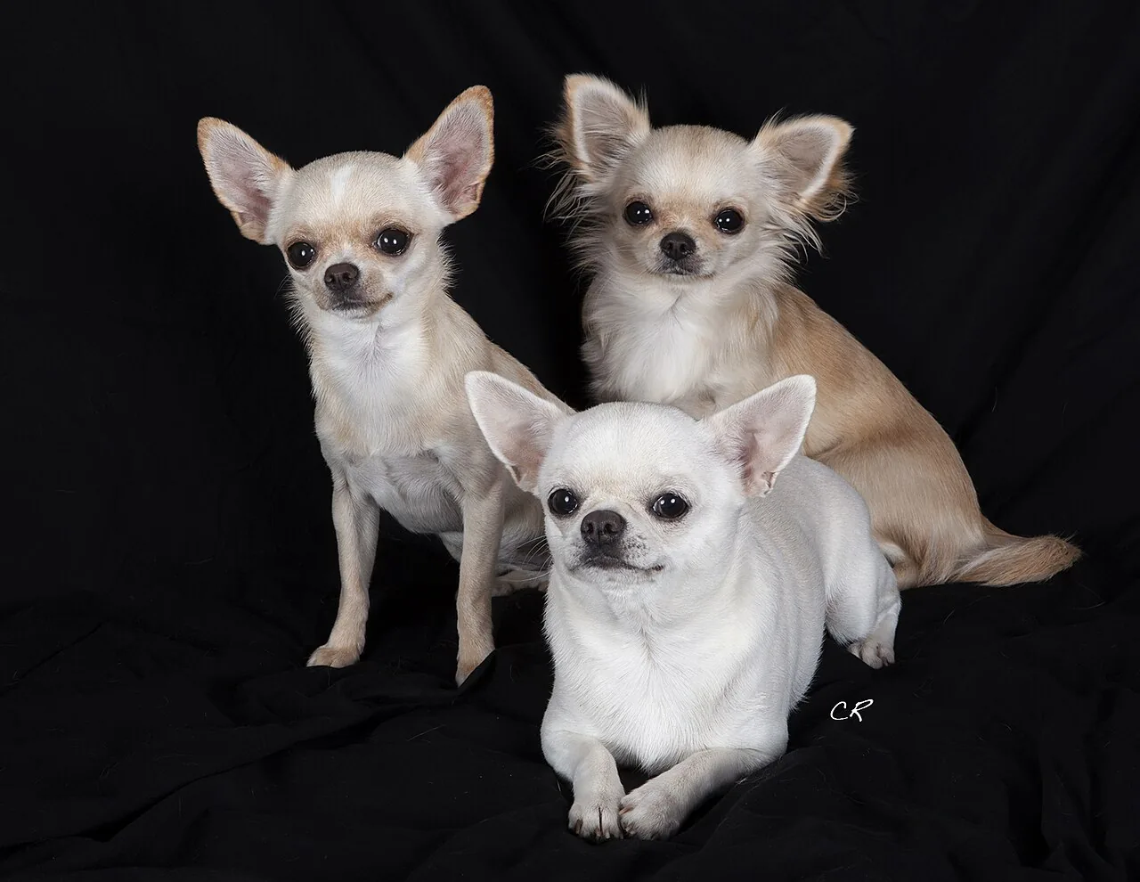 Chihuahua dog breed