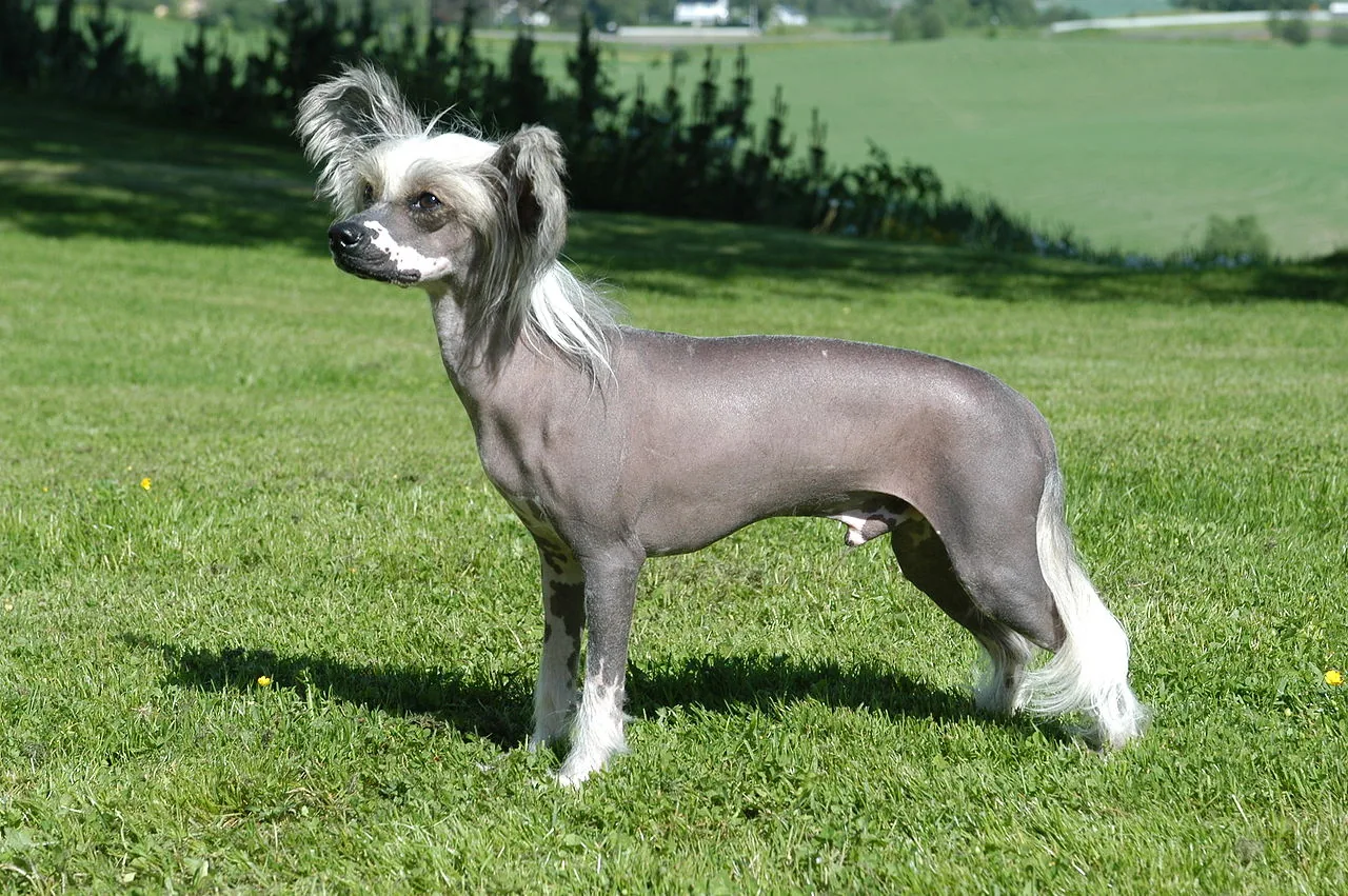 Chinese Crested dog breed