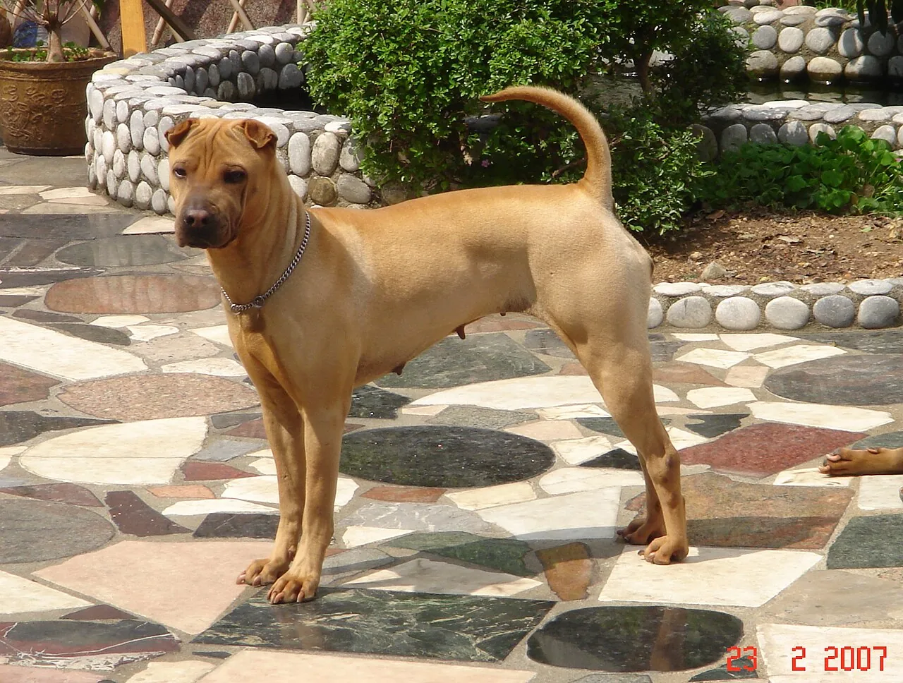 Chinese Shar-Pei dog breed