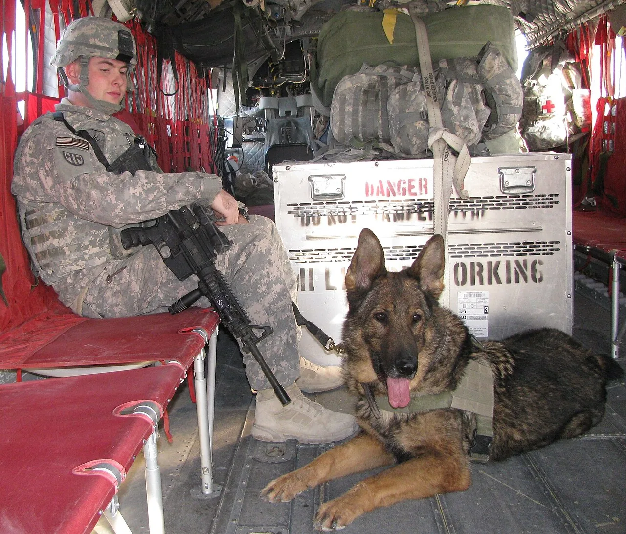 Chinook dog breed