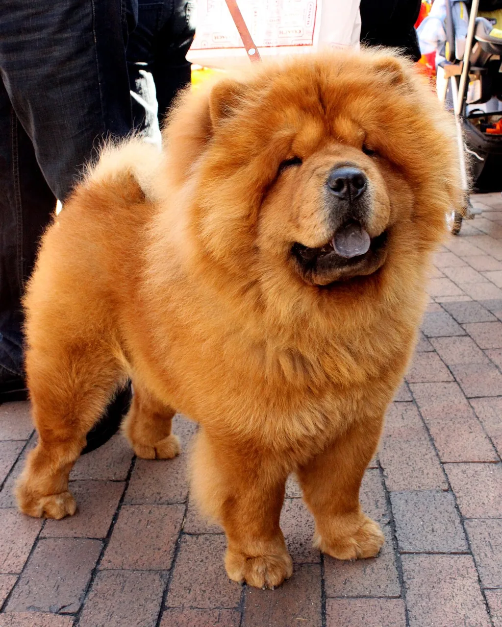 Chow Chow dog breed