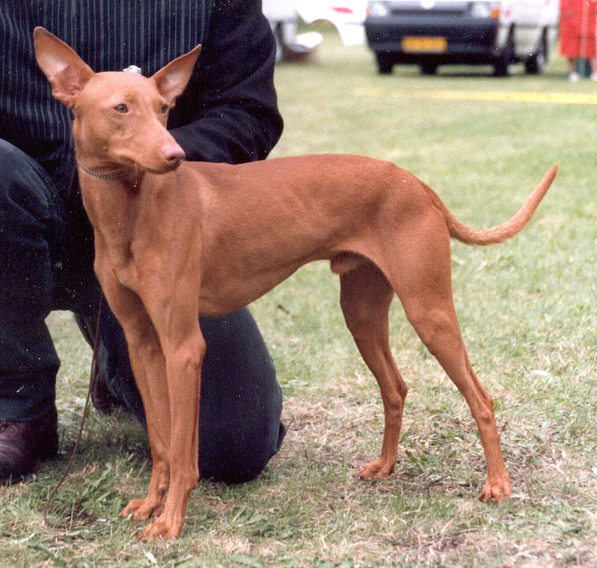 Cirneco dell'Etna dog breed