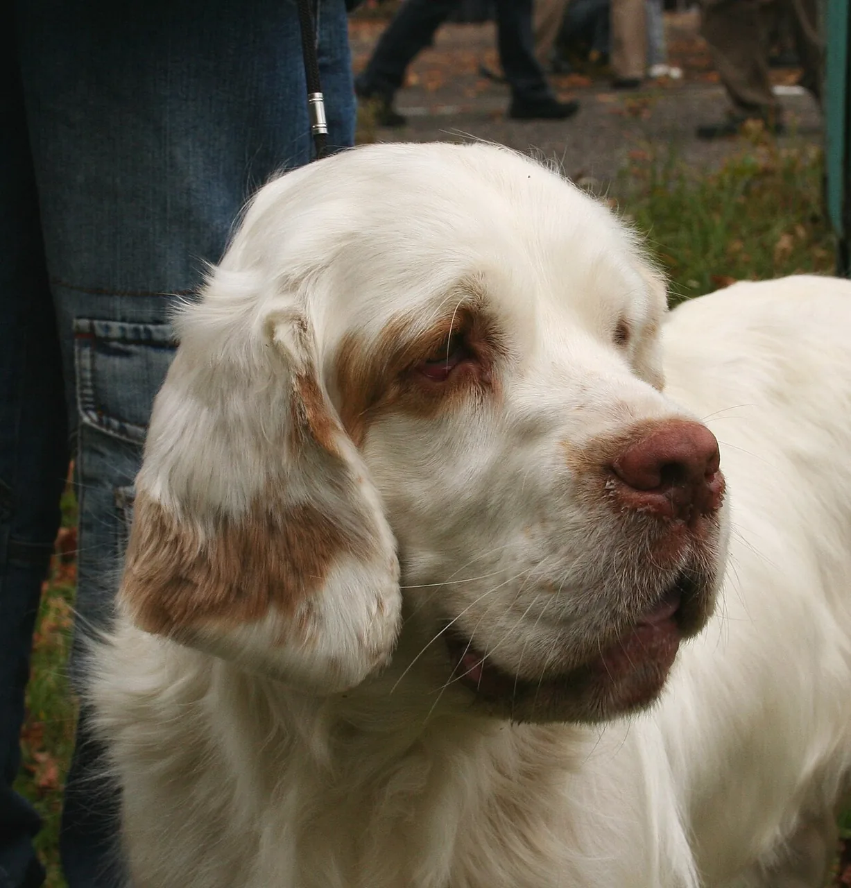 Clumber Spaniel dog breed