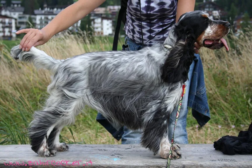 Cocker Spaniel dog breed