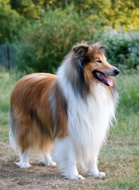 Collie dog breed