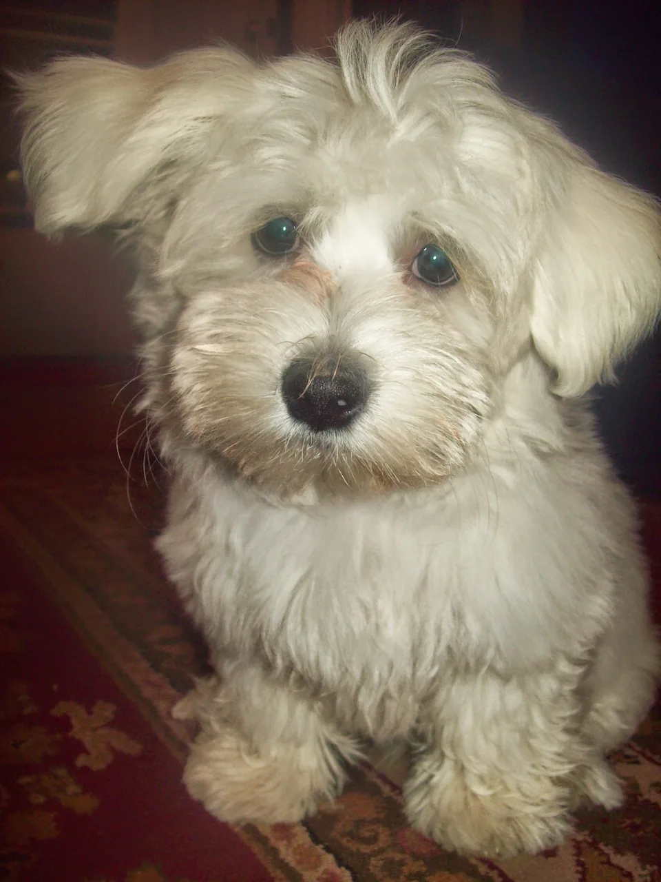 Coton de Tulear dog breed