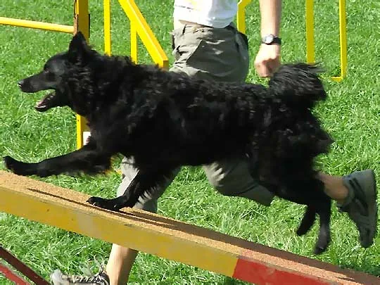 Croatian Sheepdog dog breed