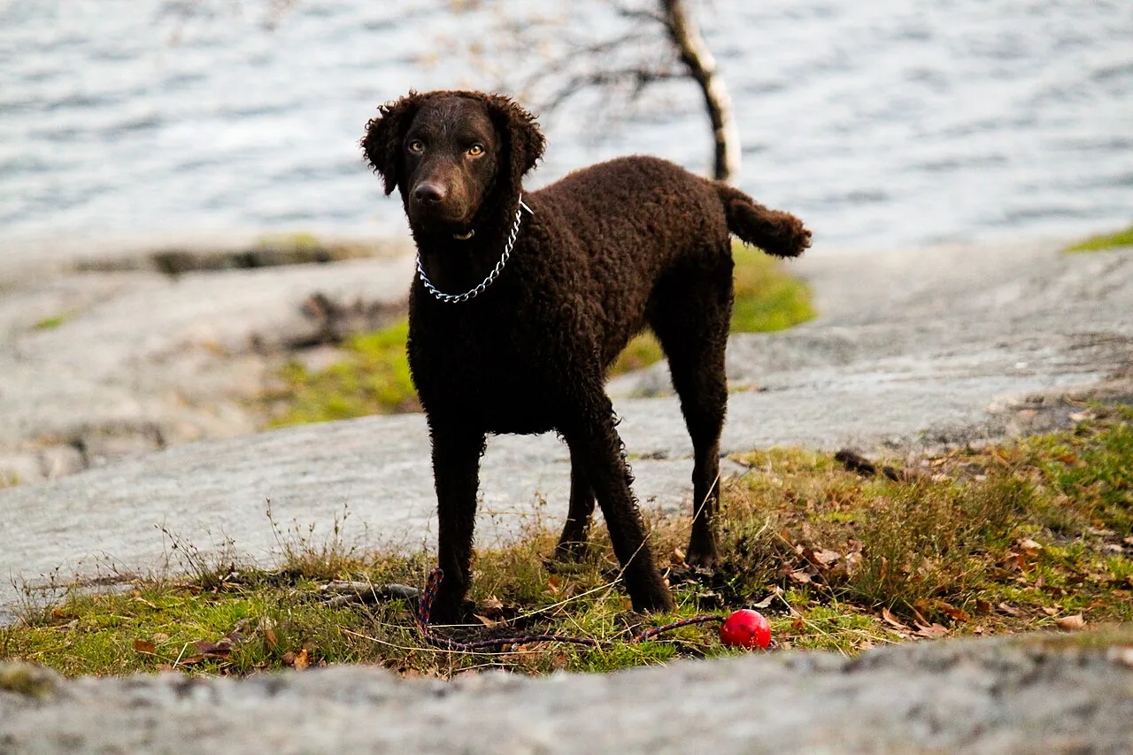Curly-Coated Retriever dog breed