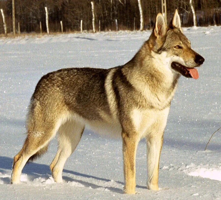 Czechoslovakian Vlcak dog breed