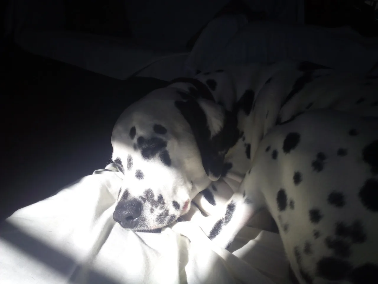 Dalmatian dog breed
