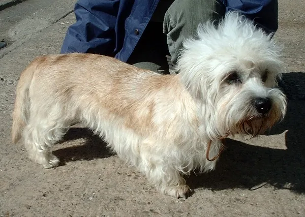 Dandie Dinmont Terrier dog breed
