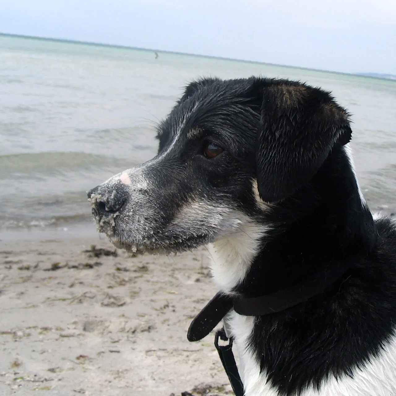 Danish-Swedish Farmdog dog breed