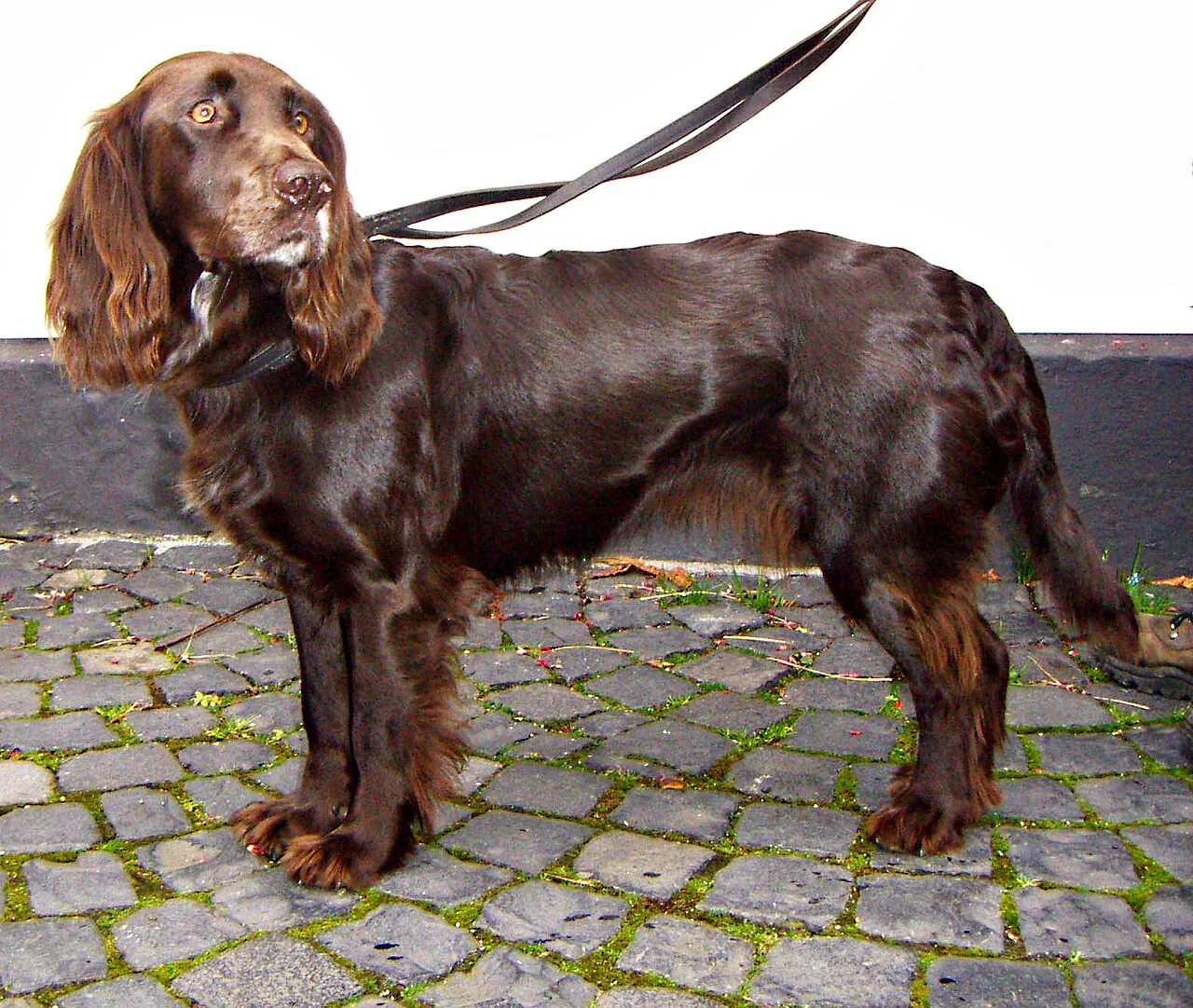 Deutscher Wachtelhund dog breed