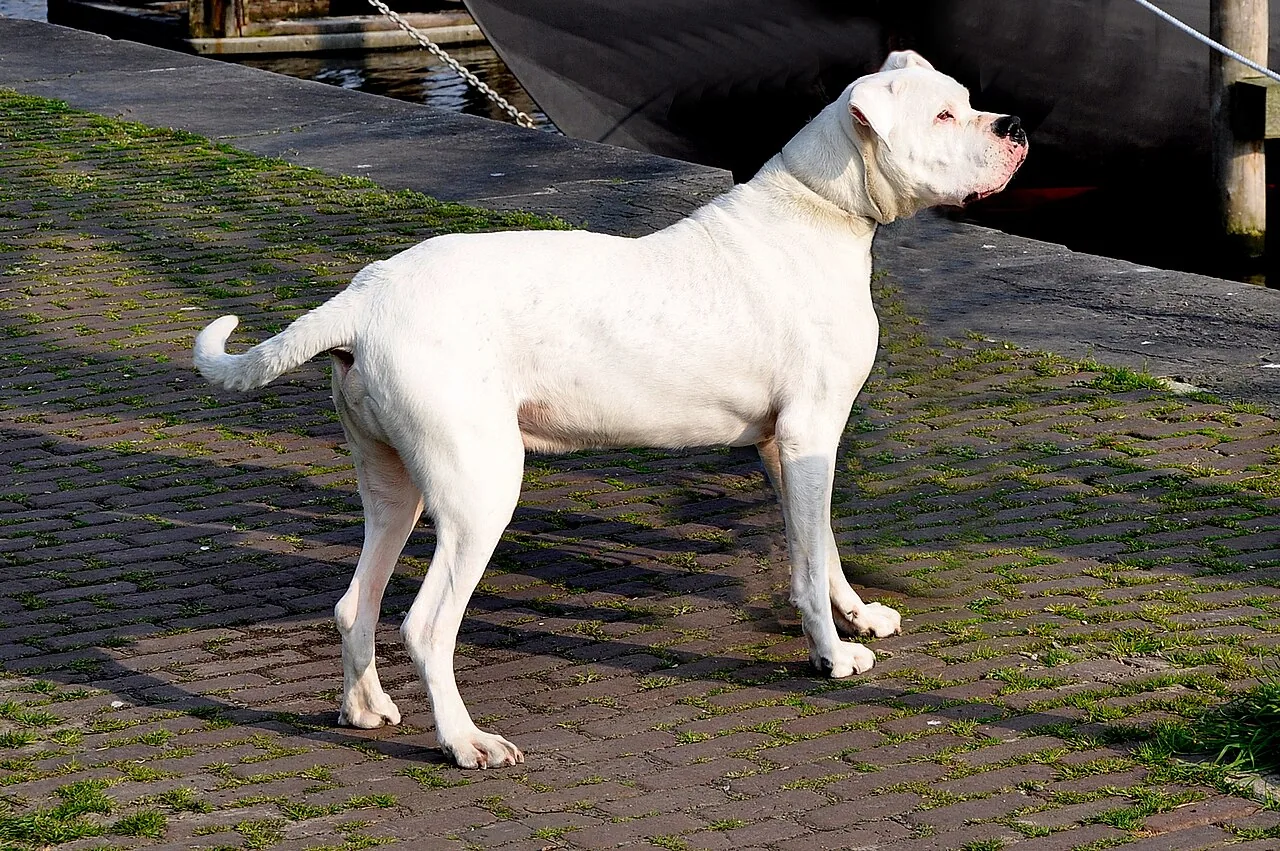 Dogo Argentino dog breed