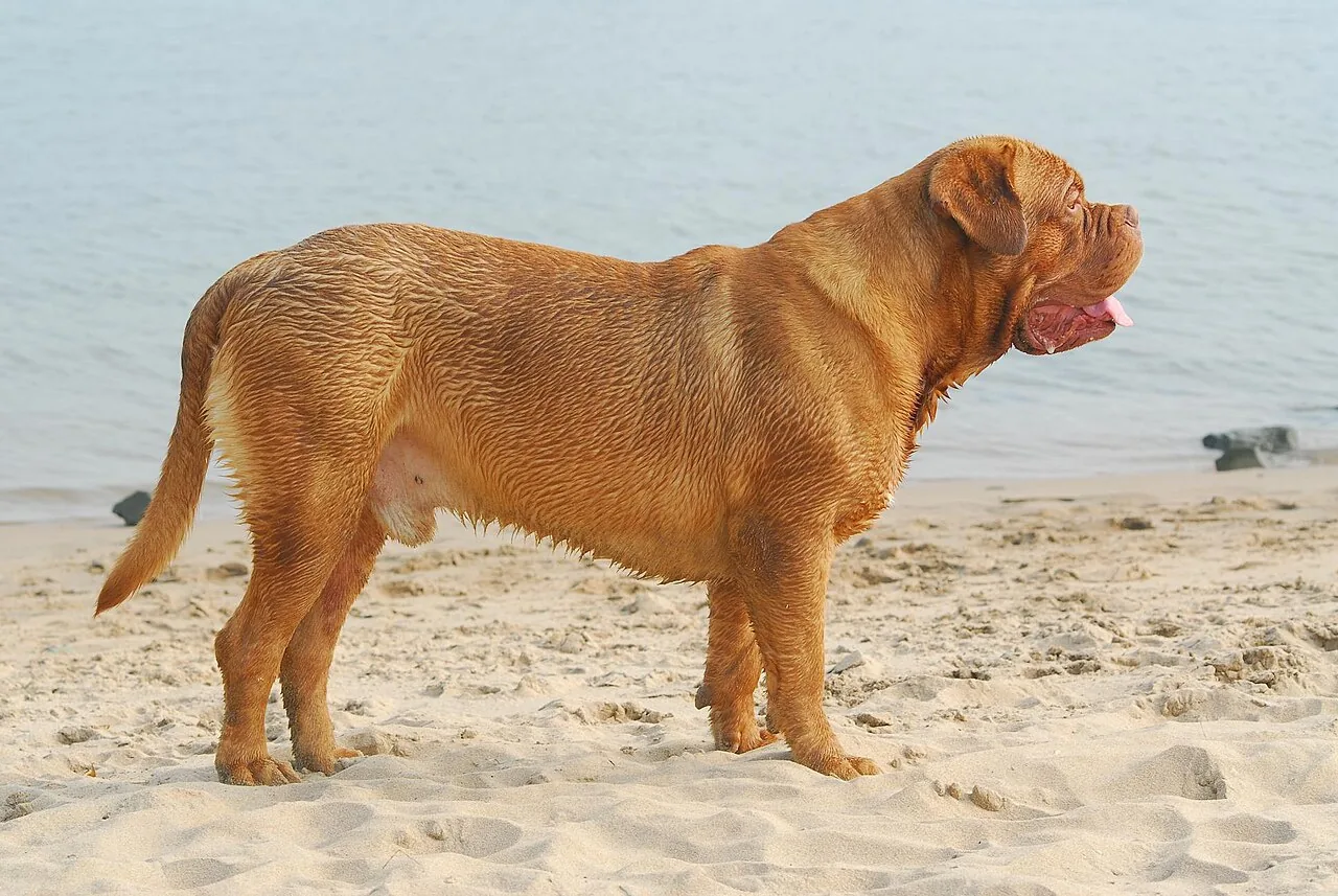 Dogue de Bordeaux dog breed