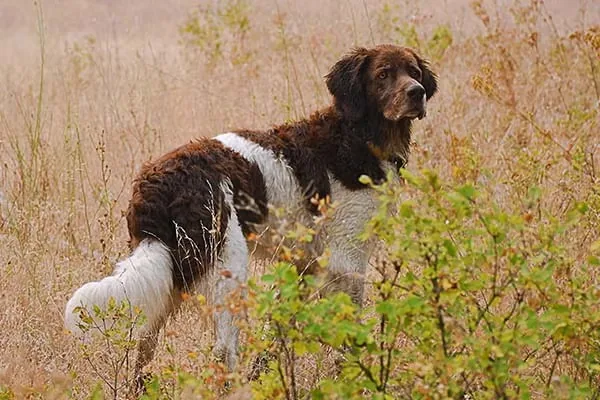 Drentsche Patrijshond dog breed