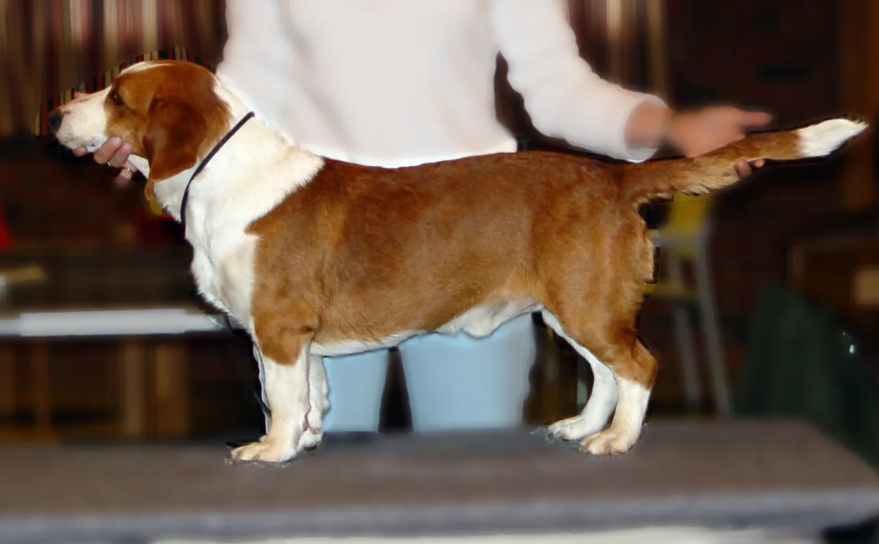 Drever dog breed