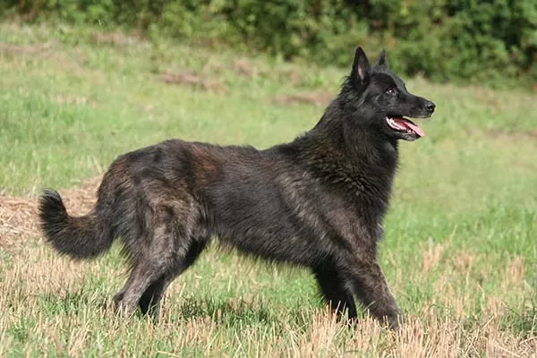 Dutch Shepherd dog breed