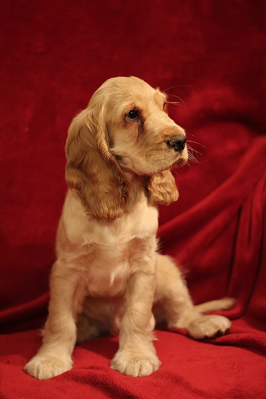 English Cocker Spaniel dog breed