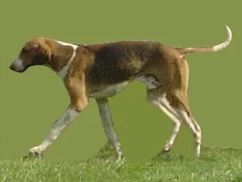English Foxhound dog breed