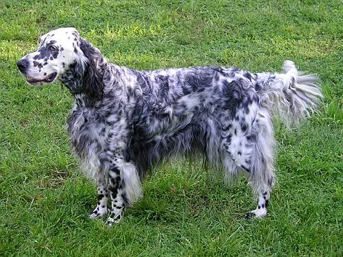 English Setter dog breed