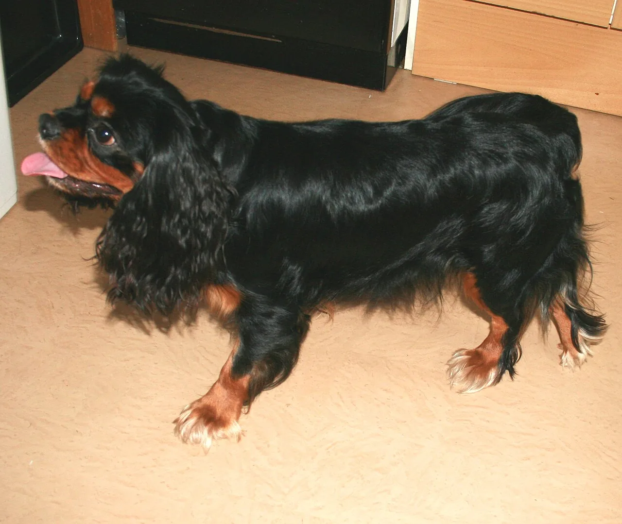 English Toy Spaniel dog breed