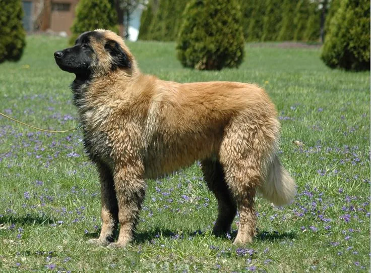Estrela Mountain Dog dog breed