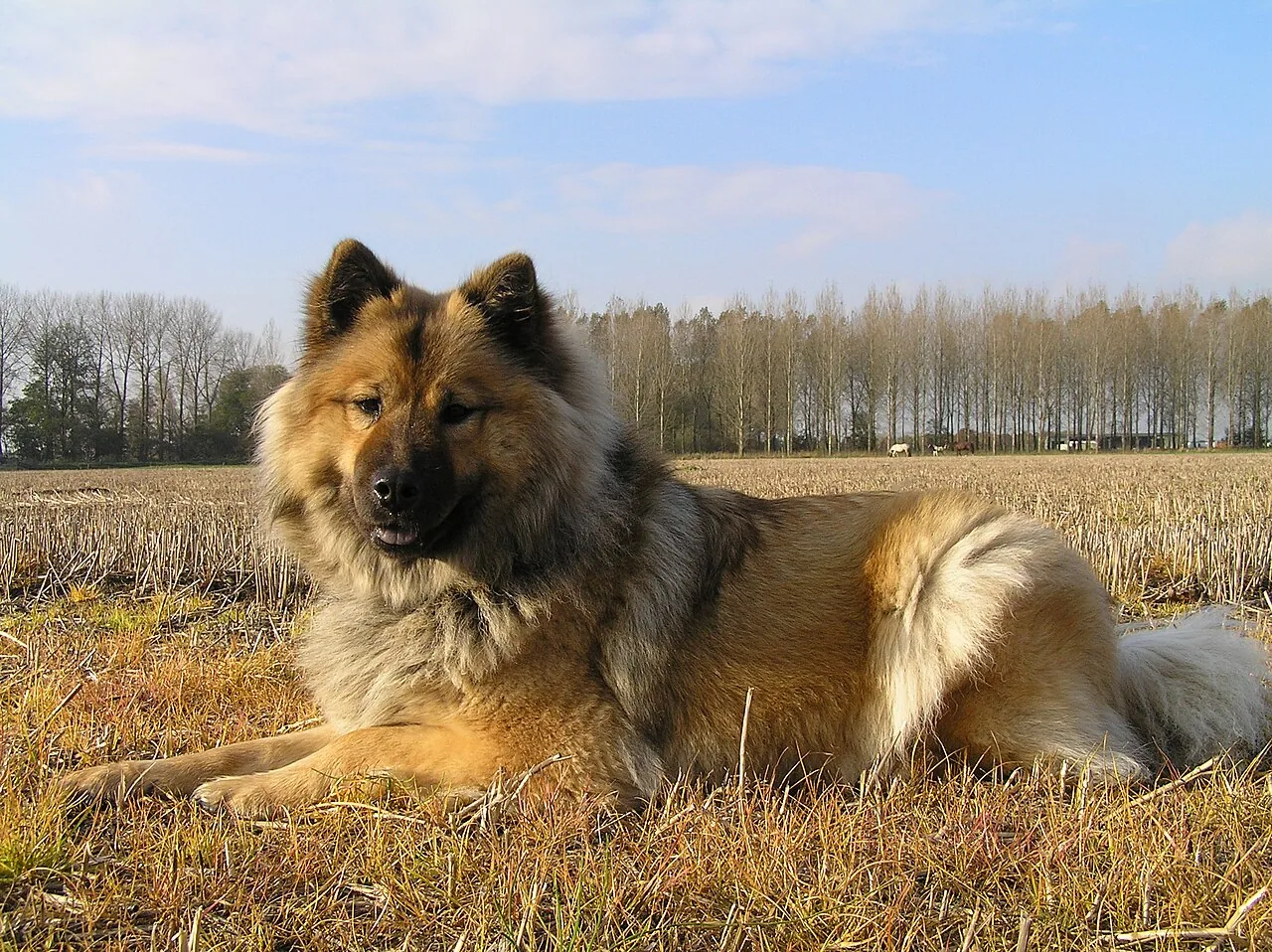 Eurasier dog breed