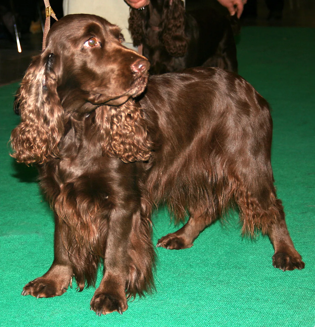 Field Spaniel dog breed