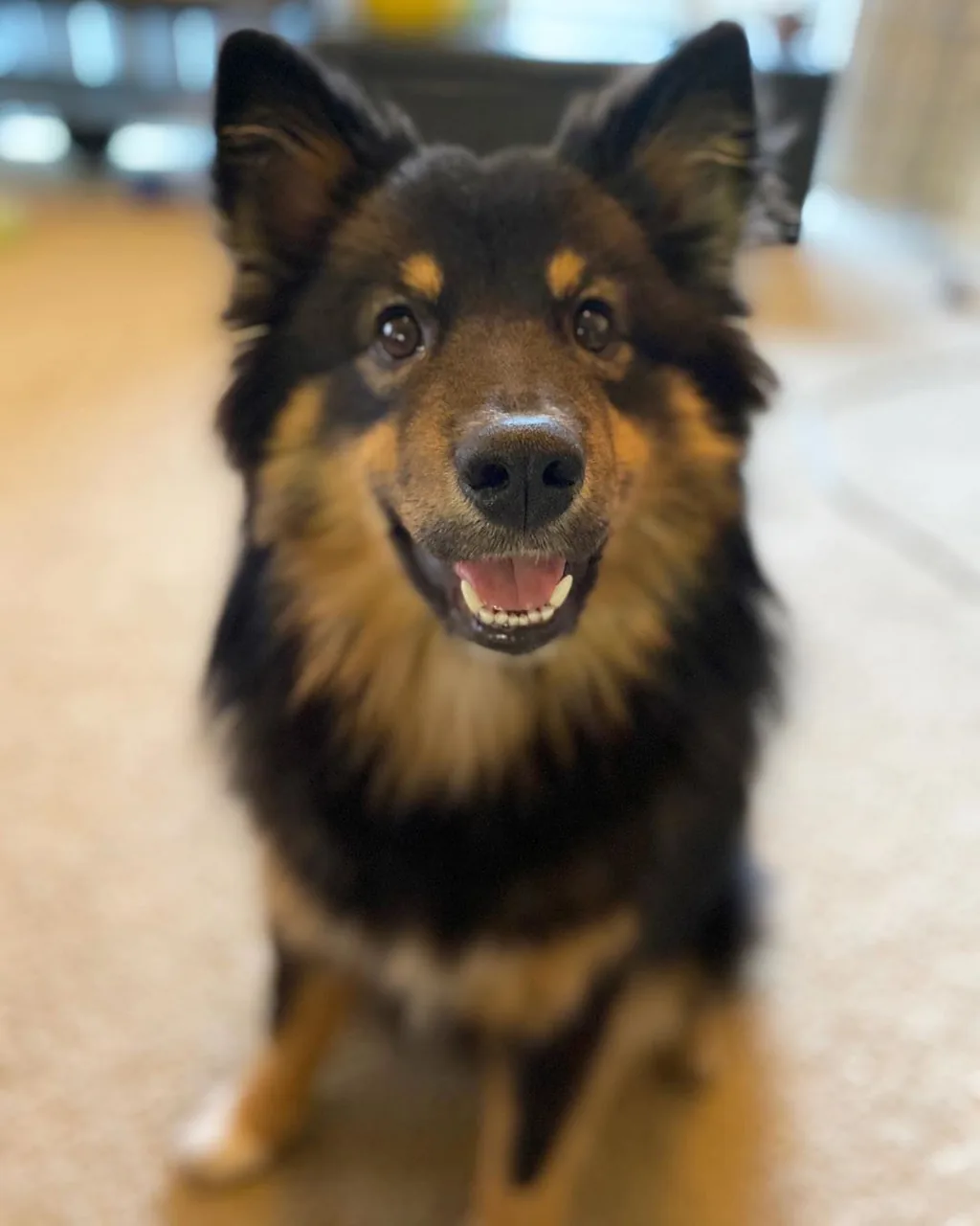 Finnish Lapphund dog breed