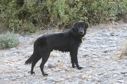 Flat-Coated Retriever dog breed