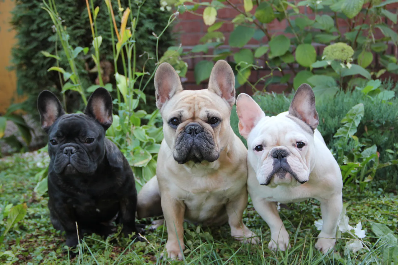 French Bulldog dog breed