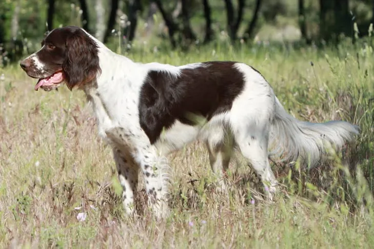 French Spaniel dog breed