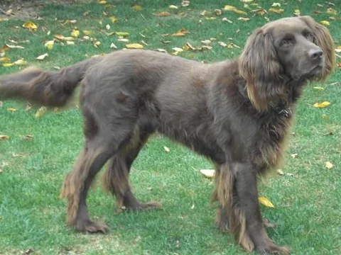German Longhaired Pointer dog breed