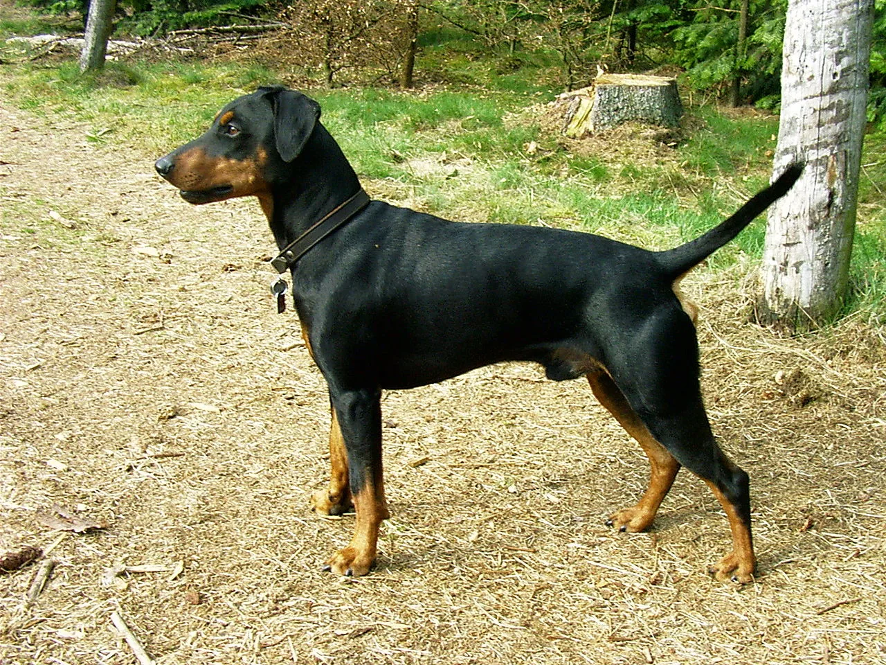 German Pinscher dog breed